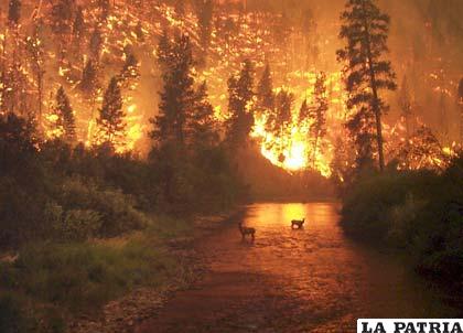 El objeto de este programa es reducir la incidencia de los incendios en la región amazónica de Bolivia