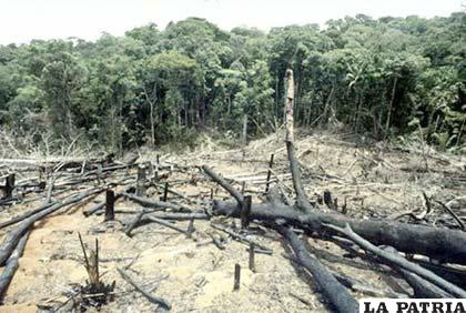 En diciembre del 2012 la destrucción de la selva más extensa del mundo subió por cuarto mes consecutivo