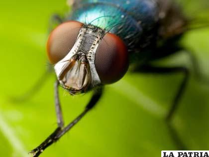 Estas moscas viven en áreas boscosas tropicales