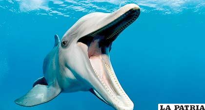 Los delfines se muestran eufóricos tras mordisquear al pez globo repetidas veces