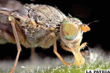 Las moscas viven y se procrean en basurales, alimentos descompuestos y cadáveres de animales