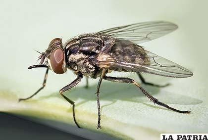 Estos insectos también defecan cuando comen