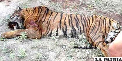 El tigre de Bengala que asustó a vecinos