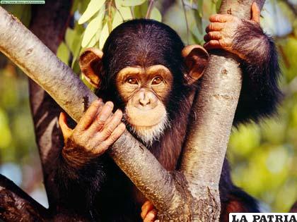 El animal con mayor capacidad cognitiva, el chimpancé