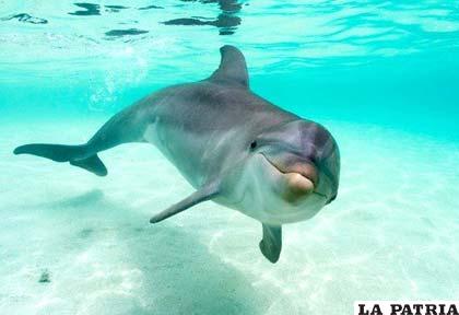 El delfín, un animal cuasi humano
