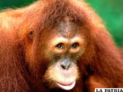El orangután, otro simio con mucha inteligencia