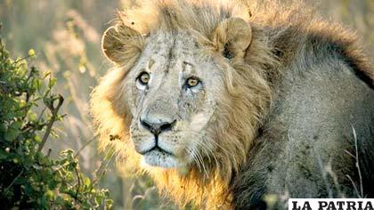 Un imponente león del Parque Nacional de Nairobi