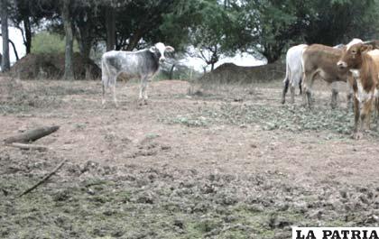 Gobierno indemnizará a los productores que perdieron su producción a causa de las lluvias