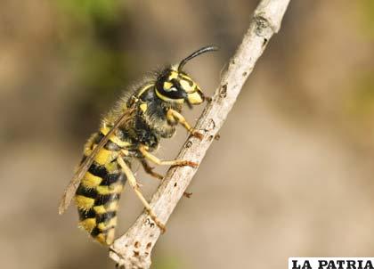 Por lo general, el veneno de la abeja no es tóxico