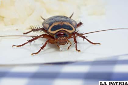 Las cucarachas pueden transportar agentes patógenos