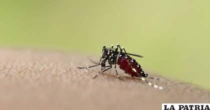 Los mosquitos también son portadores de enfermedades