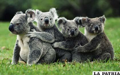 Los koalas tienen  adorable rostro y tiernos gestos