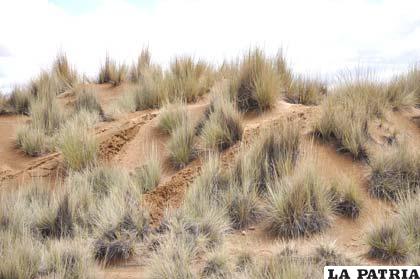 En la zona Norte, todavía se mantienen las dunas de arena