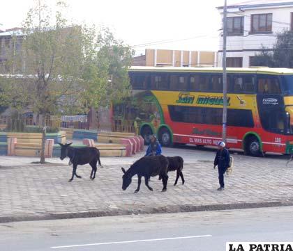 Muy temprano en la mañana los burros son arriados por sus dueños hacia la Terminal de Buses