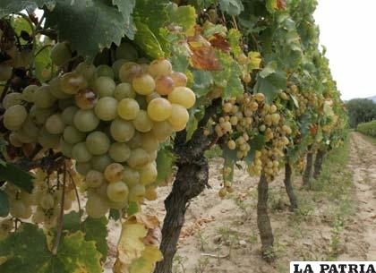 La ruta del vino es un atractivo turístico de Tarija