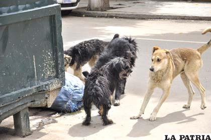 Perros callejeros continúan siendo un peligro para la población