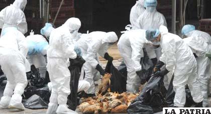 Trabajadores colocan pollos muertos en bolsas de plástico