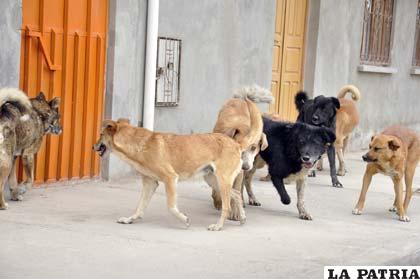 Perros vagabundos pululan en las calles