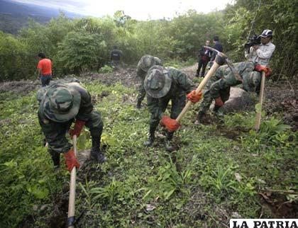 Efectivos militares erradican plantaciones de coca