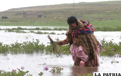Pérdida de cultivos por las inundaciones provocadas por la época de lluvias