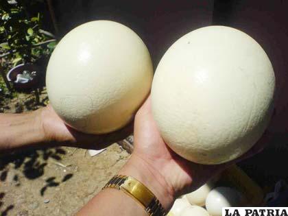 Estos huevos pueden llegar a pesar 1,5 kilos y miden 20 centímetros de alto y 15 de diámetro