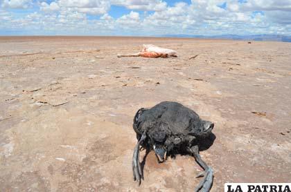Supuestamente el cambio climático causó la muerte de animales en el lago Poopó