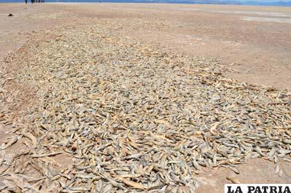 Millones de peces muertos en un lago Poopó seco