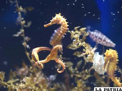 En el lago Poopó se encontraron vestigios de hipocampos o caballitos de mar