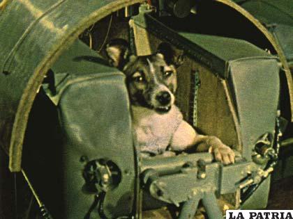 Laika fue el primer animal que viajó al espacio