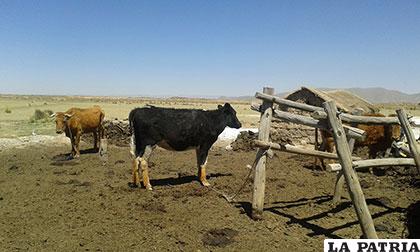 Sequía afecta a la producción ganadera y agrícola 