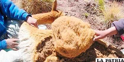 Comunarios esquilando la fibra de vicuña
