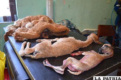 Fetos de vicuñas encontrados en manos de presuntos cazadores furtivos