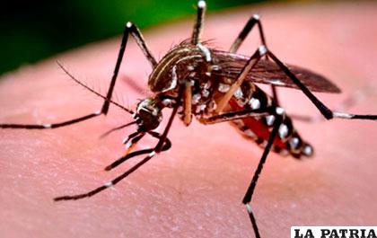 El mosquito Aedes aegypti que provoca el virus Zika /ANF