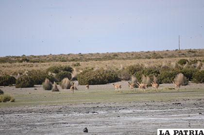 Mejorarán control para resguardar a vicuñas