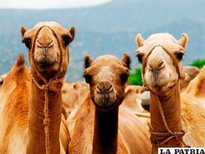 Los camellos, parientes de los camélidos andinos