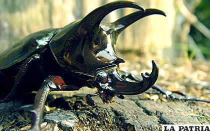 El escarabajo, además es uno de los insectos más fuertes del planeta