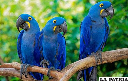 Las aves son endémicas de la zona de San Matías