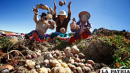 Cinco científicos peruanos trabajan en esta iniciativa