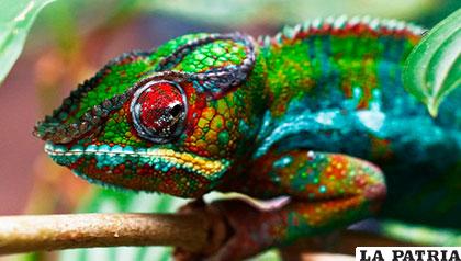 El camaleón pantera es una especie originaria de la isla de Madagascar