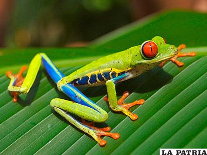 Esta rana destaca sin duda alguna sus ojos rojos y su policromática figura