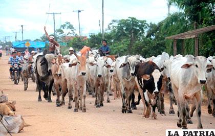 Preocupación en Beni y Pando por la falta de agua para el ganado vacuno