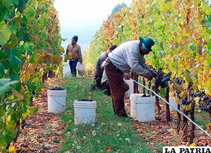 La viticultura es una de las principales actividades económicas de Tarija