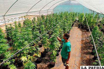 Chile alberga el primer cultivo de marihuana medicinal