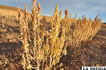 Producción de quinua podría quedar afectada por sequía