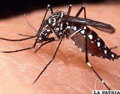 El mosquito Aedes Aegypti, el transmisor del virus del zika /infoteleantillas.com.do