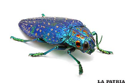 El escarabajo Joya de Madagascar alcanza una longitud de 38 milímetros