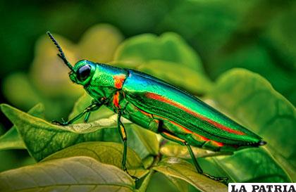 El escarabajo Joya de Malasia se destaca por sus colores metálicos futuristas