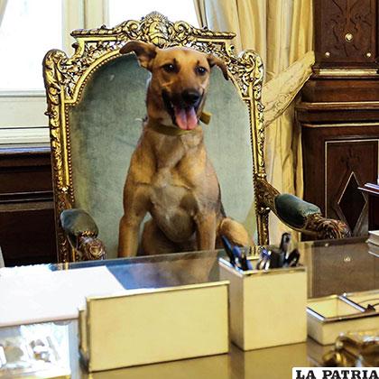 Balcarce, el perro presidente
