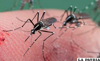 El zika proviene de África y se expande a través del mismo mosquito del dengue y la chikunguña