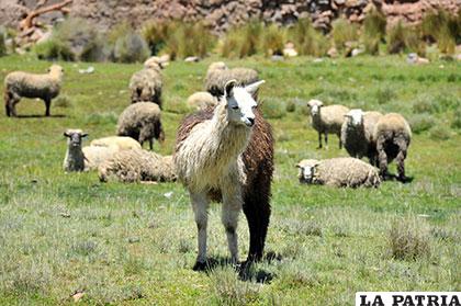 Ganado camélido y ovino, blanco de los asaltantes en las últimas horas